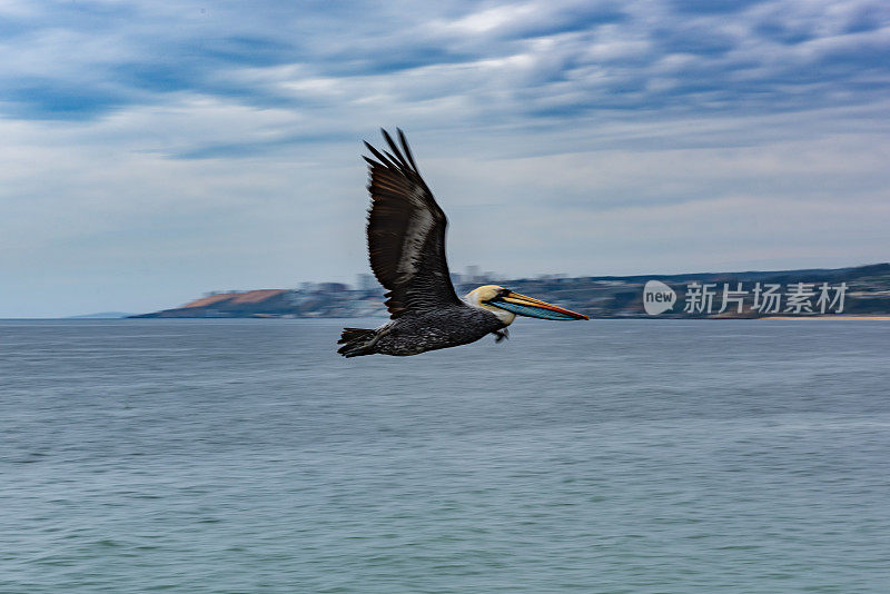 鹰飞过Nueva Marina大道，Viña del Mar，智利